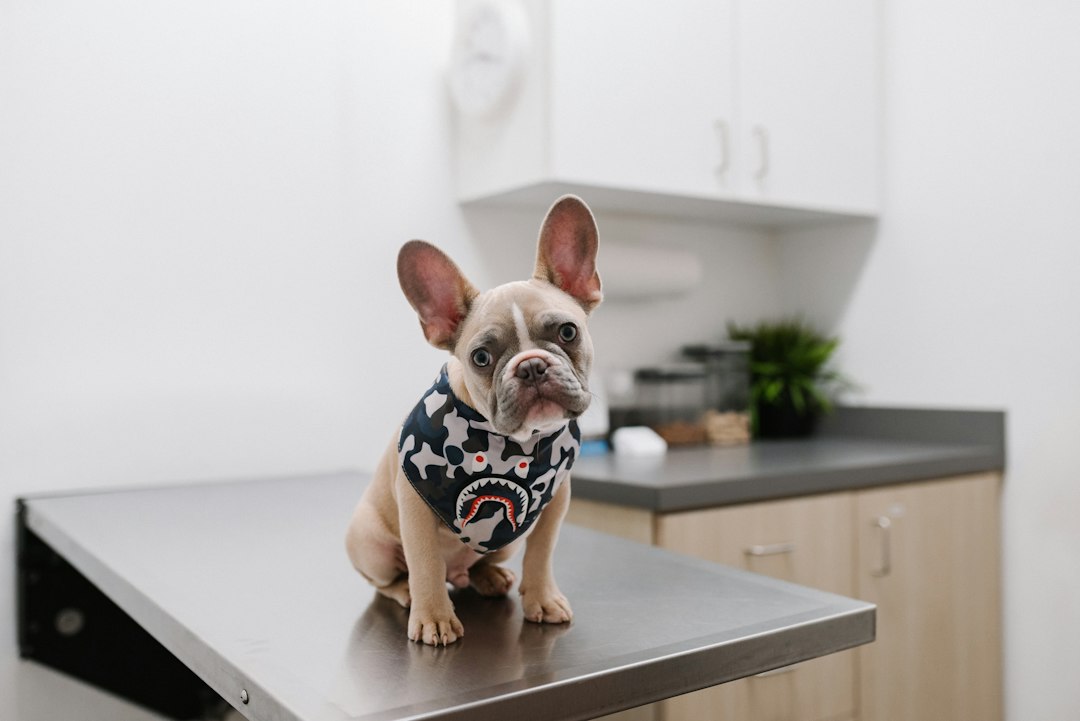 Atlantic City Free Rabies Clinic: Pet Owner Guide for October 24