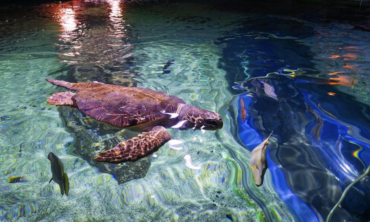 Atlantic City Aquarium Guide: Tickets, Hours and Parking