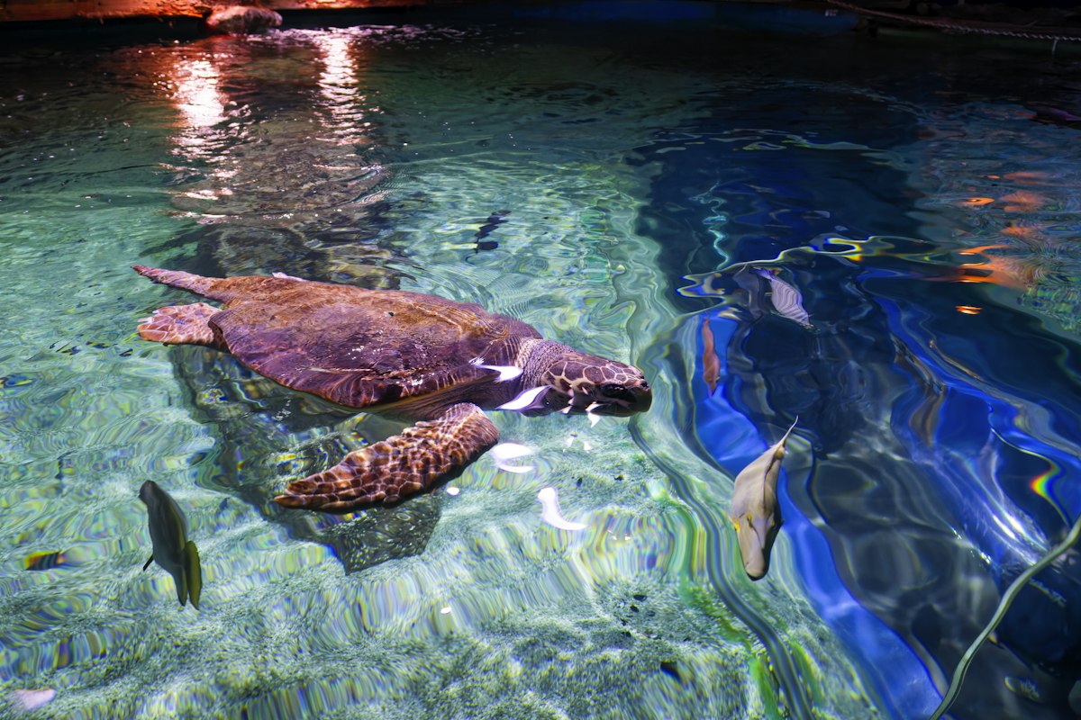 Sea turtle swimming in clear blue water, used as an illustrative image for the Atlantic City Aquarium guide
